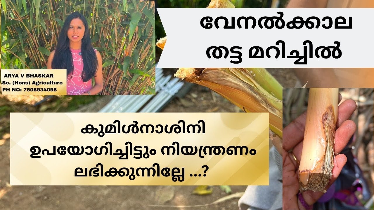 വേനൽക്കാല തട്ടമറിച്ചിൽ, കുമിൾരോഗം  ? ഈ കാര്യങ്ങൾ ശ്രദ്ധിച്ചാൽ മതിയാകും | cardamom price | cardamom buy