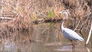 preview picture of video 'Heron at Sapsucker Woods'