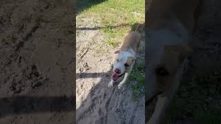 Video preview image #1 Labrador Retriever-Unknown Mix Puppy For Sale in Sanford, FL, USA