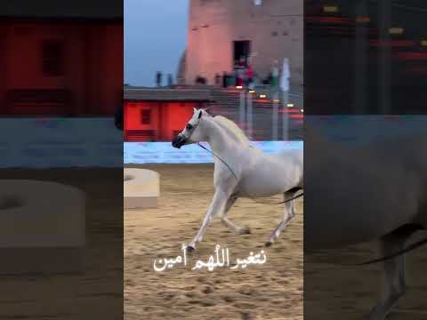 جمال الخيل العربي الأصيل ، الحصان اي اس سراب A S sarab