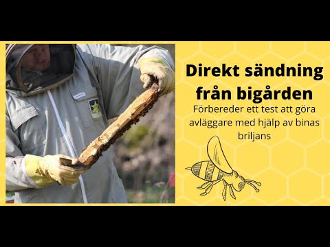 Live i bigården avläggarbildning förberedelser