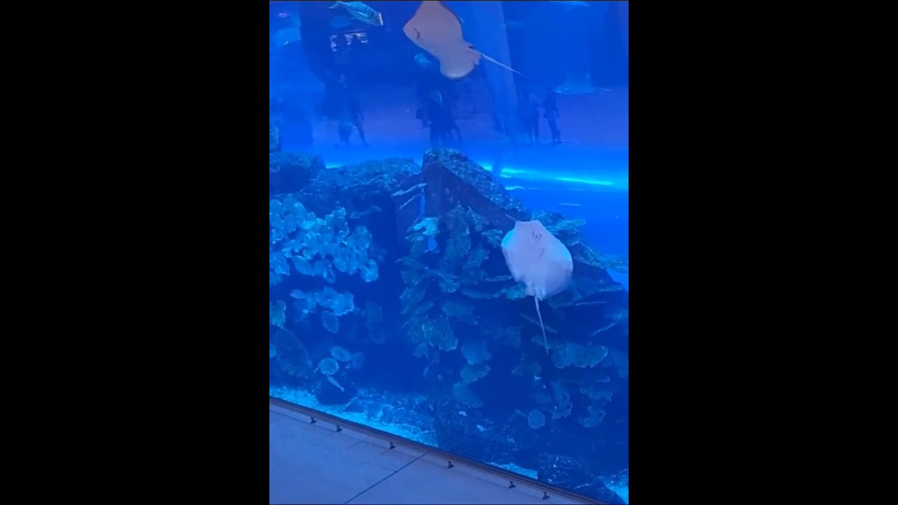 Dubai mall #shorts #storm #peace #rainsounds  #short #shortvideo #shortsvideo #india #reels #tiktok