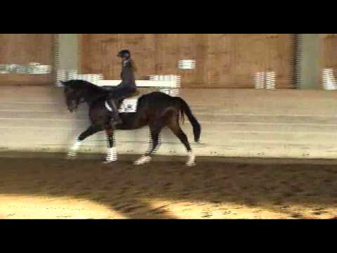 zu verkaufen nachhaltig anger.5j.Dressurwallach v.Lissaro-Likoto xx