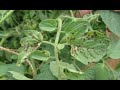 Black Spots on Tomato Leaves Causes and Solutions