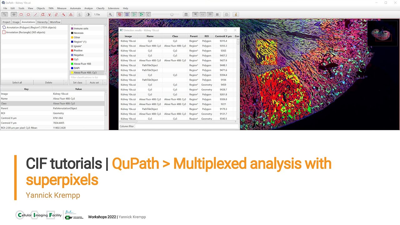 CIF Tutorials | QuPath : Using multiplexed analysis with superpixels