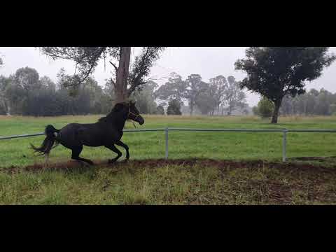Black Arabian stallion voice commands