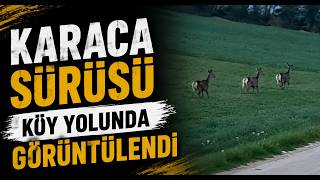 Karaca Sürüsü Köy Yolunda Görüntülendi