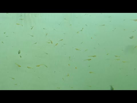 Glowlight Danio 2nd batch