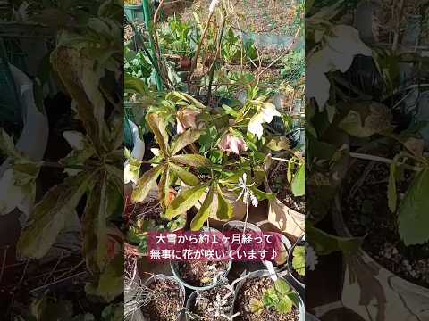 ヘレボルスのメンテナンス: この崇高な花の世話をするにはどうすればよいですか?  庭園