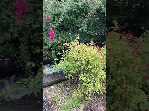 非常に早く成長する低木 2022