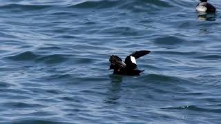 20181227ﾋﾞﾛｰﾄﾞｷﾝｸﾛ(天鵞絨金黒)３