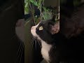 Tuxedo Cat Chirping At Bird