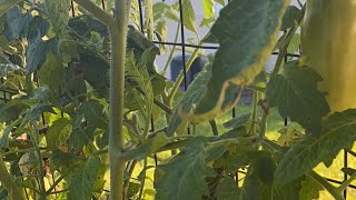 First Live Garden Tour!!!