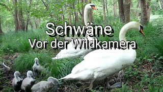 Schwäne vor der Wildkamera 