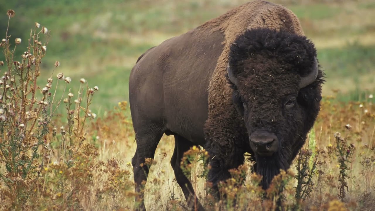 'The Issue with Tissue' Trailer