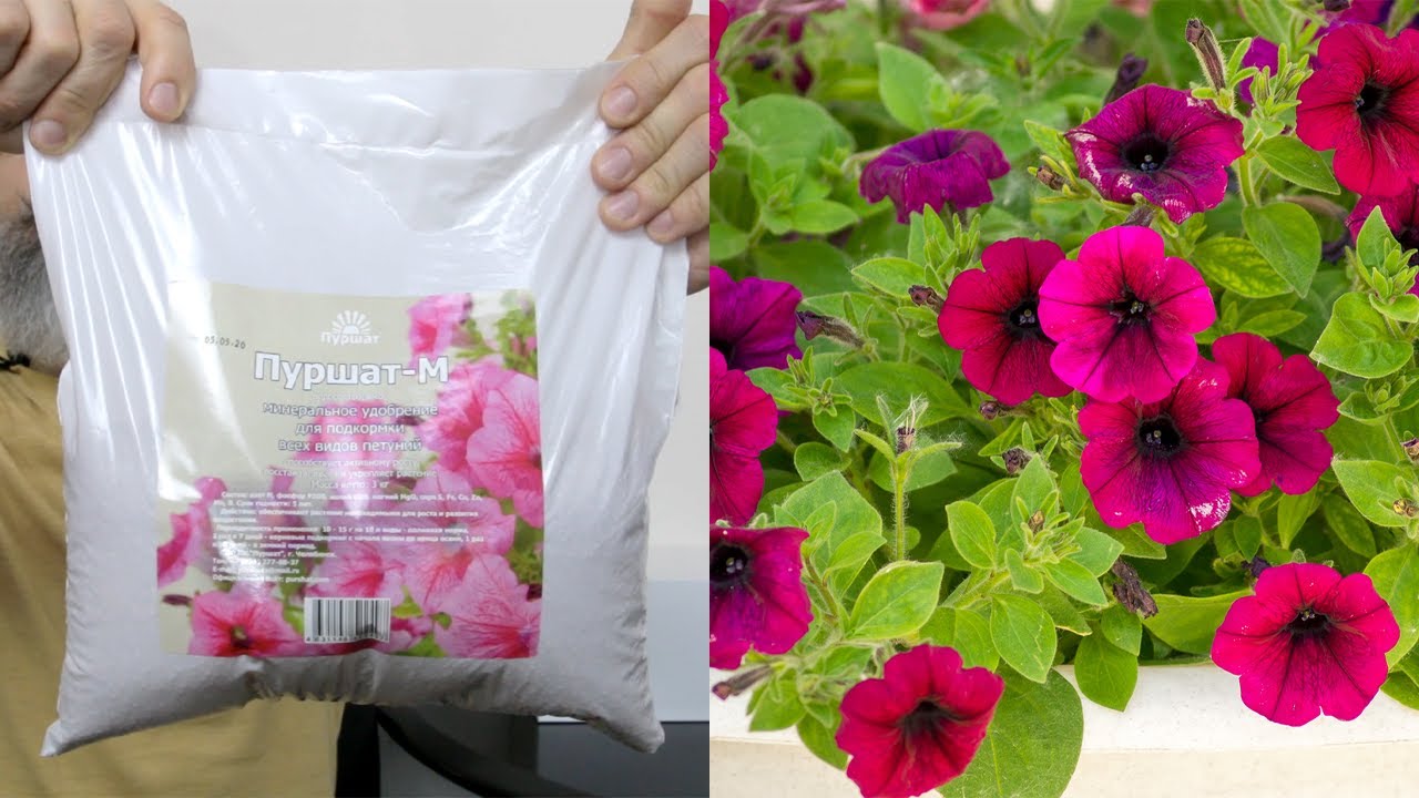 Железо в растениях. Какая кислотность для петуний. Бона форте для петунии. Удобрение бона форте для петуний. Петуния на земле.