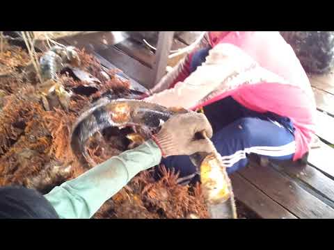 Thu hoạch hàu trên bè