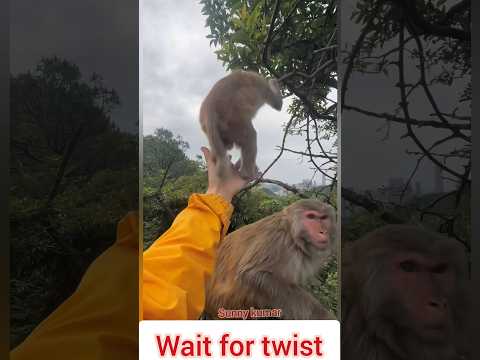 Mummy se panga nahi 😂 Funny Monkey Moment #bandar #wildlife #animals #monkeylove #monkeyshorts