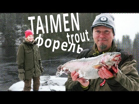 Taimen ja Kirjolohi uistimella marraskuussa Oulujoesta - A Trout With a Spoon in November