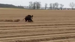 Смотреть онлайн Как выглядит семья диких кабанов в природе