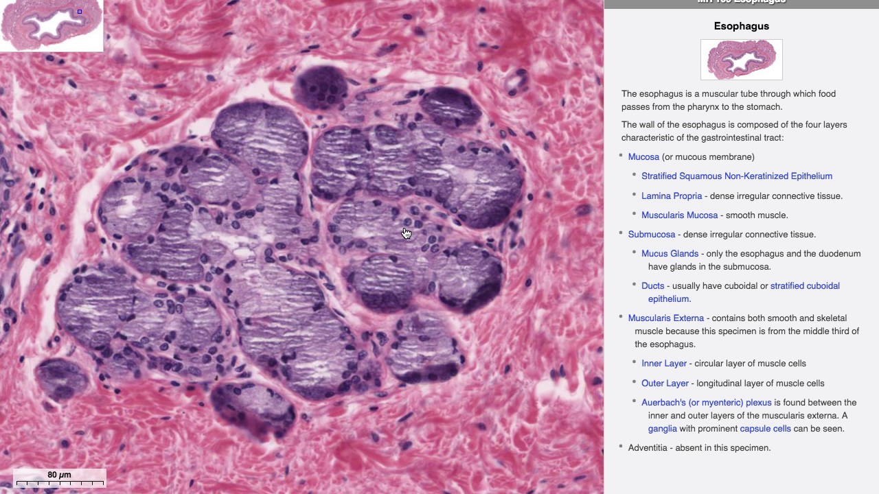 Histologia do Sistema Digestório - Esôfago