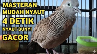 Download lagu Perkutut Lokal Gacor Suara Super Kristal - Pancingan Malas Bunyi  (99%AMPUH BANGET) mp3