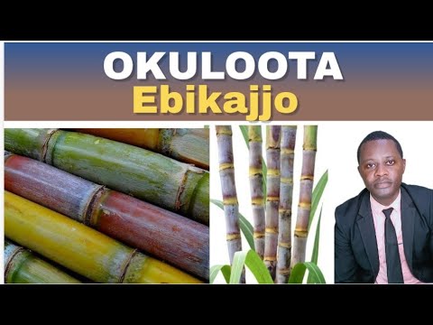 OKULOOTA EBIKAJJO (Dreaming Sugar cane ) kitegeza by Brother Steven