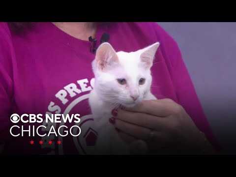 Adopt from Barb's Precious Rescue - YouTube