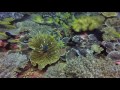 Tauchen Belongas Bay, am 16. April 2017, Dive Zone, Lombok, Indonesien, Allgemein