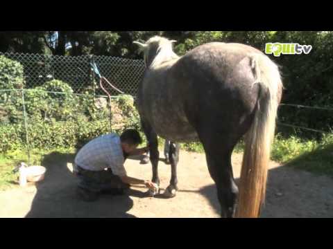 , title : 'Soigner les chevaux : devenir vétérinaire Équin  !!!'