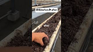 耕耘beforeafter #いちご #農業 #農協