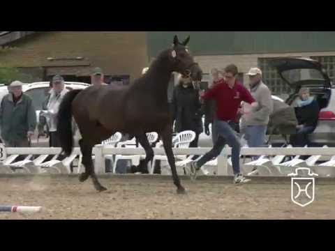 NF42 Holsteiner Stute von Totilas - Dolany - Loutano