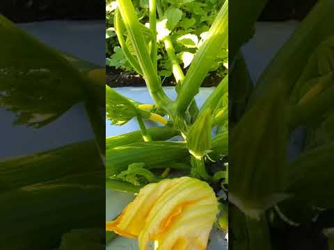 ズッキーニの苗が黄色くなっているのはなぜですか?どう対処すればよいですか?