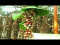 Kattil Mekkathil Amma Devotional Song Aazhippon Thirakal Thullum