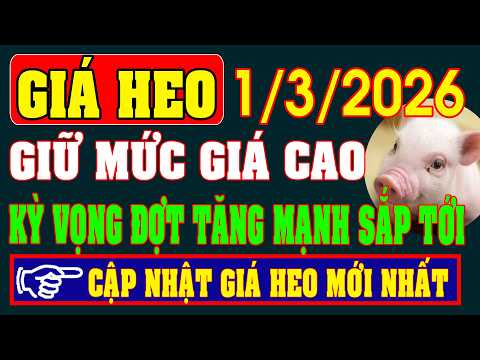 Pork Prices on March 1, 2026: Maintaining Relatively High Prices, Expecting a Strong and Simultan...