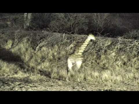 Djuma: Lone Giraffe feeding in the early morning darkness - 01:14- 10/23/18