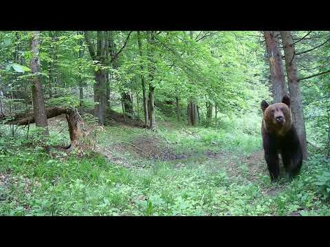 Niedźwiedź. Bieszczady 2023