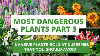 Most Dangerous Plants: Part 3