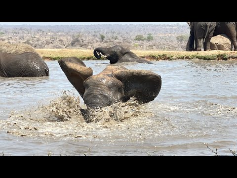 The Whole Elephant Herd Runs to Help Lundi at the Waterhole