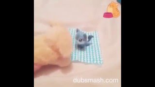 Love cat but in real life I don&#39;t