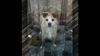 Video preview image #1 Mutt Puppy For Sale in Kennesaw, GA, USA
