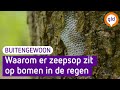Zeepsop op de bomen? Als het regent is dat niet zo gek - BuitenGewoon