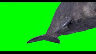 Download lagu green screen the whale #whale #shorts #greenscreen mp3