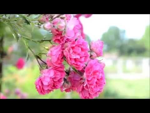 Backstage - (Lost Frequencies ft. Sandro Cavazza - Beautiful Life)