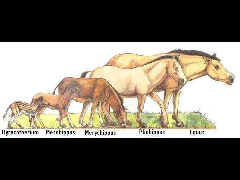 Horse Evolution — Debunking Bad Science @ The Evergreen State College