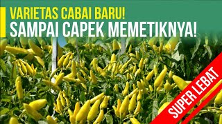 Download lagu VERY DENSE CHILI FRUIT AND THICK SKIN | NEWEST CHILI VARIETY mp3