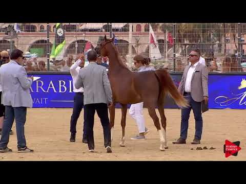 N.16 AJ TEMAA - Menton 2018 - Yearling Fillies (Class 1B)