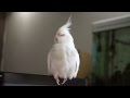 Tired Little Birdie (Cockatiel)