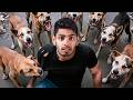I Investigated India S Stray Dogs Problem