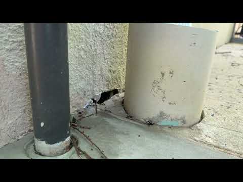 Ants Infiltrate Business in Robbinsville, NJ